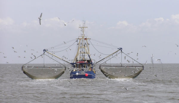 Corte de Apelaciones de Concepción falla contra pesquera Alimar por simulación de contrato