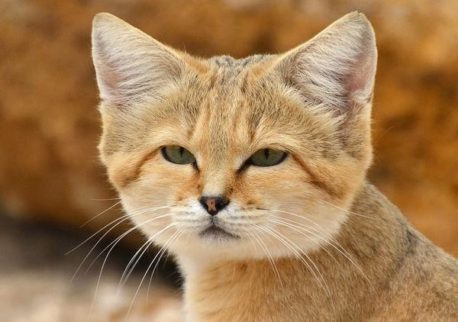 El adorable pero letal gato de las arenas reaparece luego de una década desaparecido