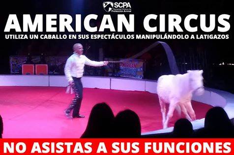 Reconocido circo retira a caballo de espectáculo tras denuncia por maltrato