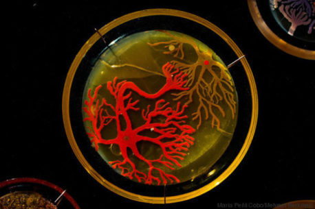 Atrapan peligrosas bacterias para transformarlas en obras de arte ¿cómo lo hacen?