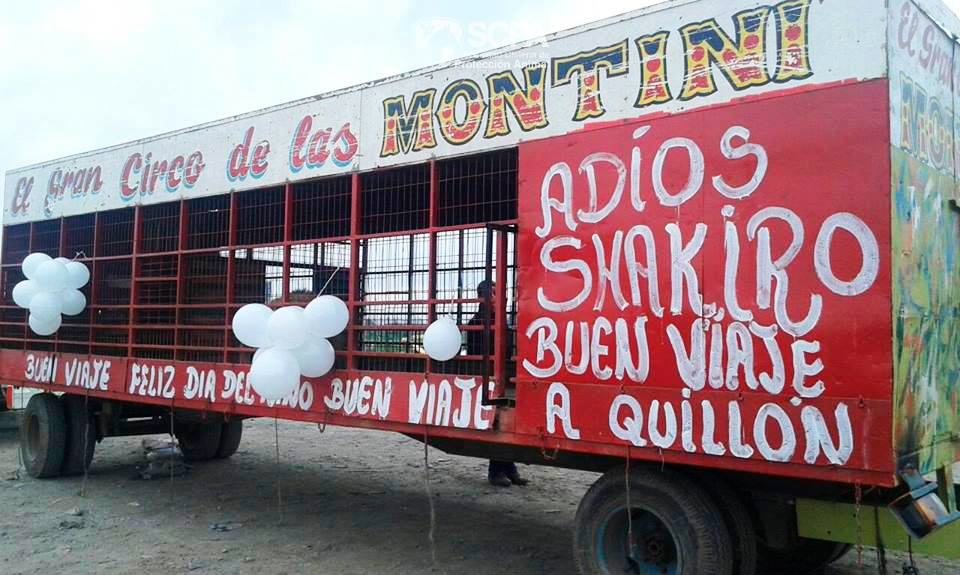 Circo Las Montini entrega sus dos últimos animales en cautiverio a bioparque