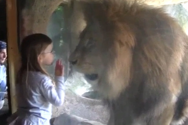 Esta pequeña se llevó el susto de su vida después de querer besar a un león