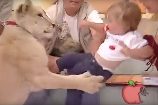 Bebé es atacado por un león en vivo y en directo en pleno show de televisión