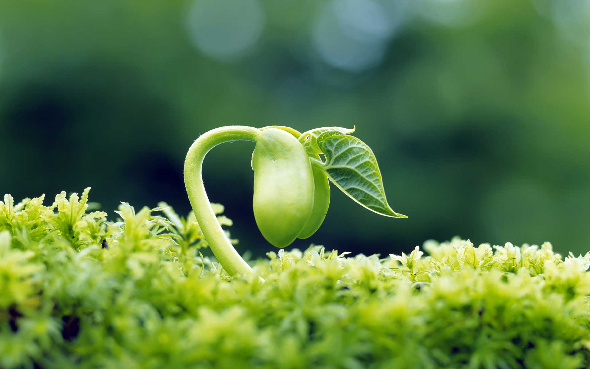 Neurobiólogo de la Universidad de Florencia: ‘Las plantas tienen nuestros cinco sentidos y quince más’