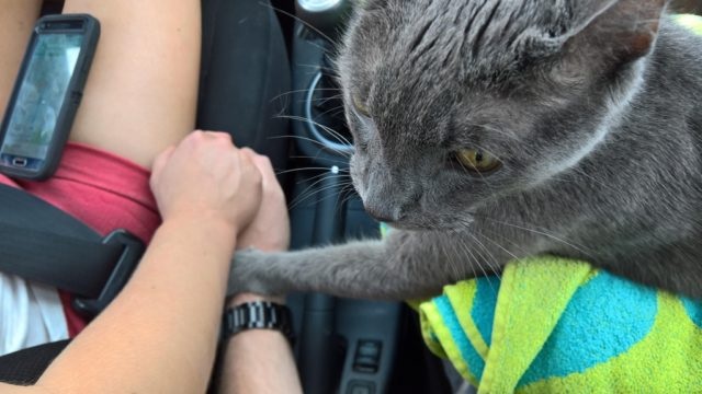 Esta conmovedora imagen de un gatito agonizante y sus amos le ha roto el corazón a miles de usuarios en internet
