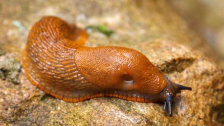 Grandes babosas están atacando nidos de aves y comiéndose a sus pichones