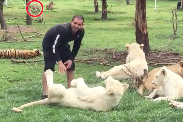 (Video) Este hombre jugaba tiernamente con unos leones y lo que sucede después te dejará asombrado