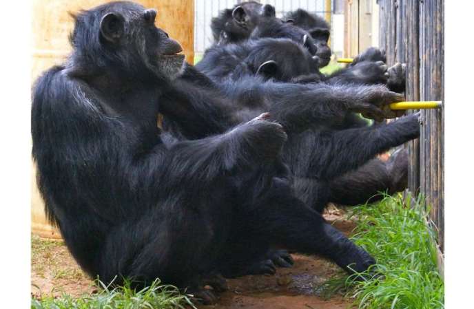 Estudio muestra que los chimpancés prefieren cooperar en lugar de competir