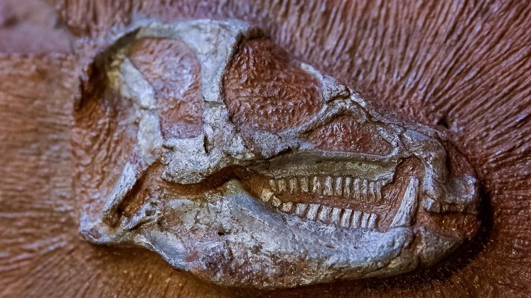 Escanean un fósil completo de dinosaurio con la más moderna tecnología