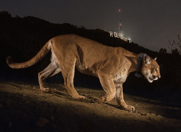 Pumas de Los Ángeles: Cada vez más cerca de los asentamientos humanos