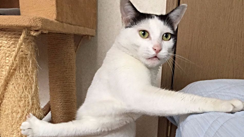 Este gato se quedó atrapado de la forma más estúpida para un felino y desató esta estampida de memes virales