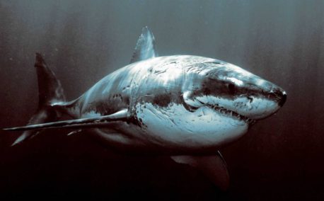 Este tiburón de Groenlandia podría tener 500 años y ser el animal más longevo del mundo