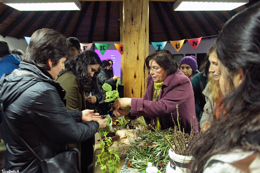Programa RÜPÜ de la Ufro realizó ceremonia ancestral mapuche de intercambio de semillas