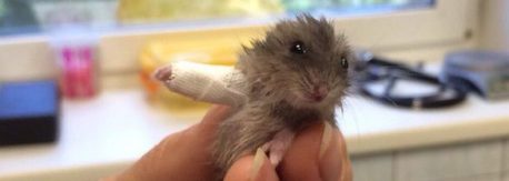 Este hámster le ha roto el corazón a todo el mundo debido a un doloroso pero tierno detalle