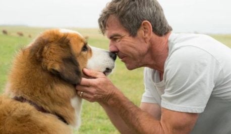“A dog’s purpose”, la película que te demuestra que los perros sí reencarnan