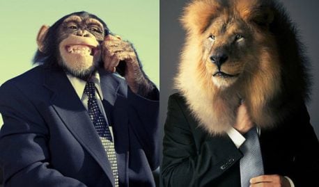 ¿Sabes qué tipo de animal de oficina eres? Descúbrelo aquí