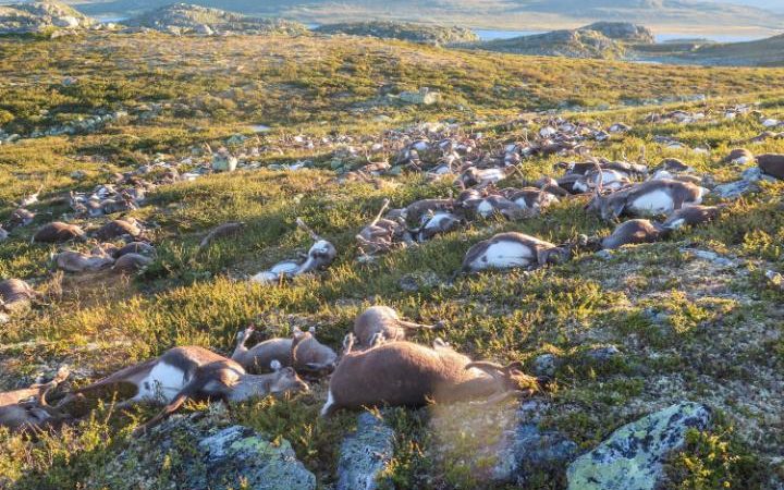 Más de 300 renos murieron en masa por causa de una tormenta eléctrica en Noruega