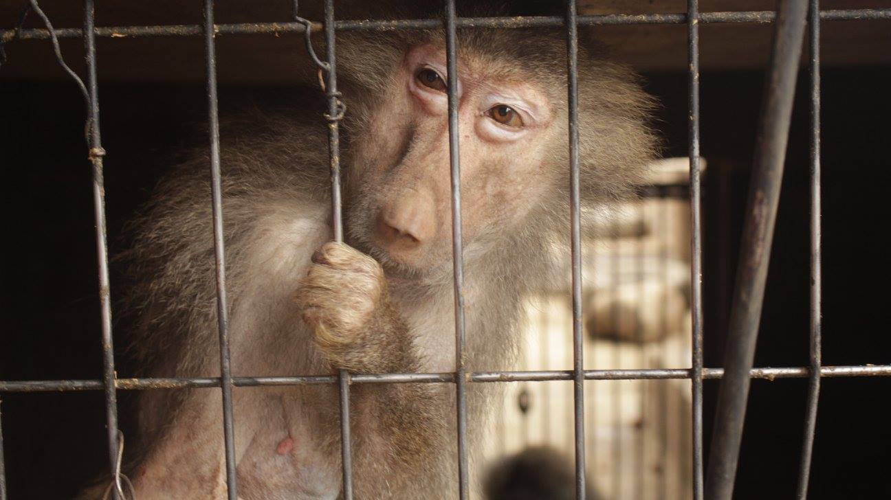 Rescataron a los últimos monos en poder de un circo en Chile