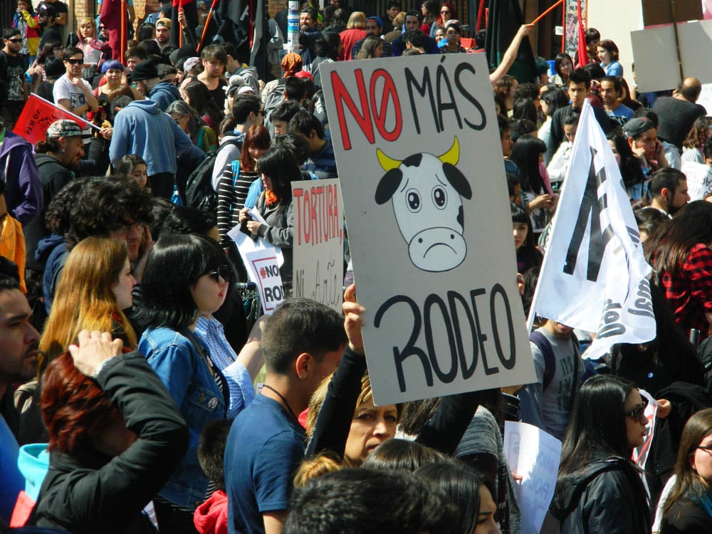 «Es tortura»: Masivas marchas exigieron el fin del rodeo