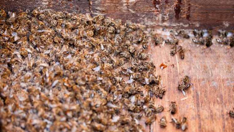Matan a millones de abejas con insecticida aéreo en una torpe maniobra por atacar al zika en EEUU