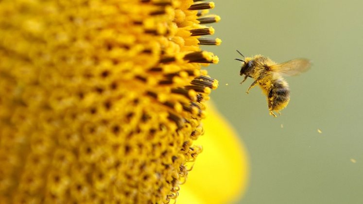 Reino Unido aprueba la prohibición de pesticidas que destruyen a las abejas