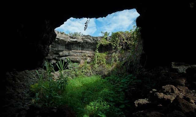 Biólogos identifican diez nuevas especies de insectos en las cuevas de Rapa Nui