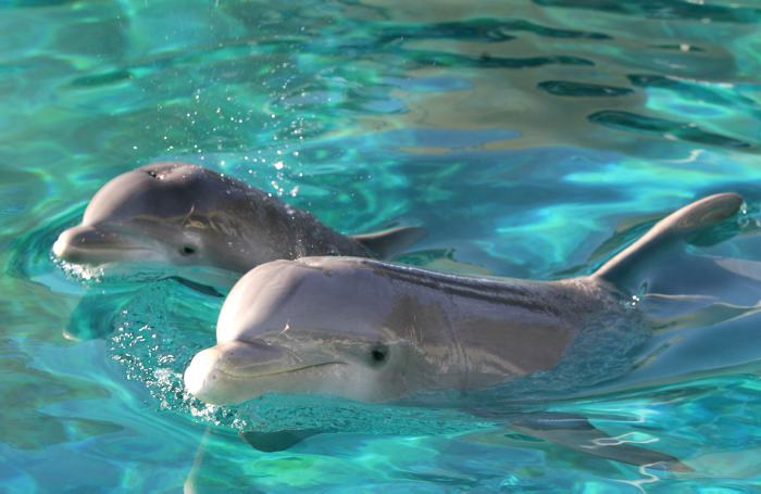 Estudio sugiere que delfines sostienen conversaciones individuales con lenguaje parecido al humano
