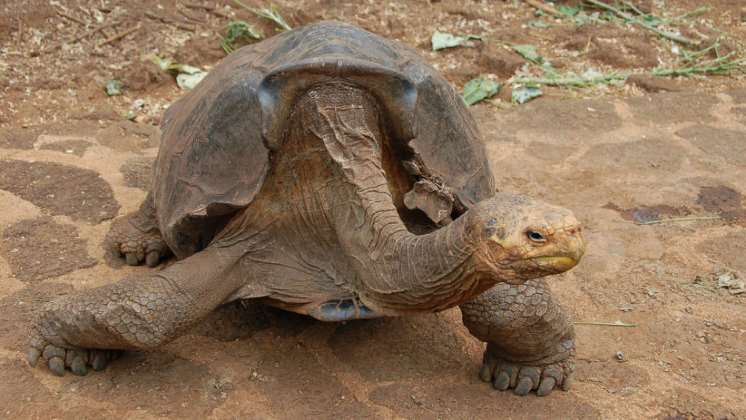 Esta tortuga gigante ha tenido tanto sexo que está salvando a su especie