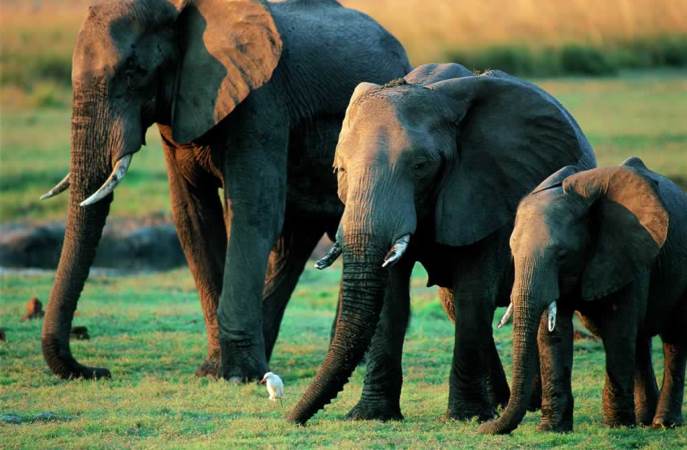 Estudio panafricano revela dramático descenso de la población de elefantes de la sabana