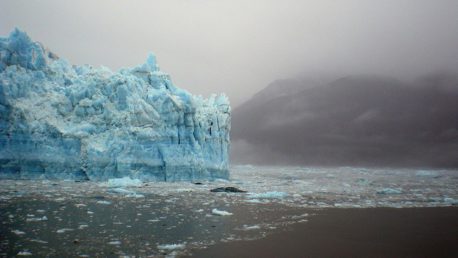 Éste es el primer animal que se extinguirá con el cambio climático global y por qué