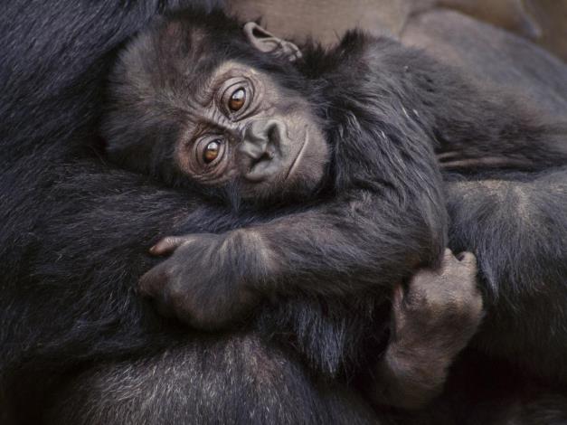 El gorila más grande de la Tierra está en peligro crítico de extinción