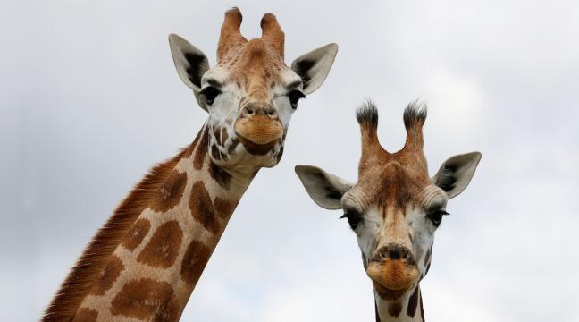 No hay una sola jirafa en África; en realidad son cuatro especies diferentes