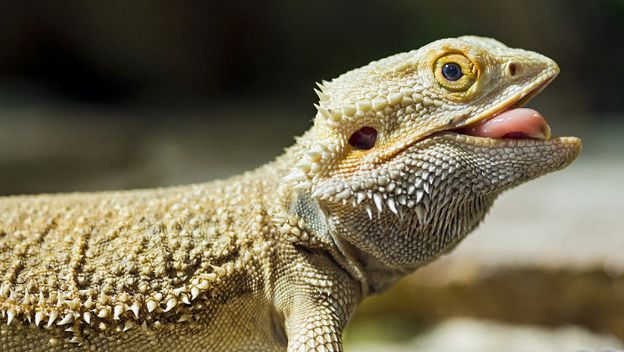 El lagarto: Una especie particularmente afectada por el cambio climático (provocado por el humano)