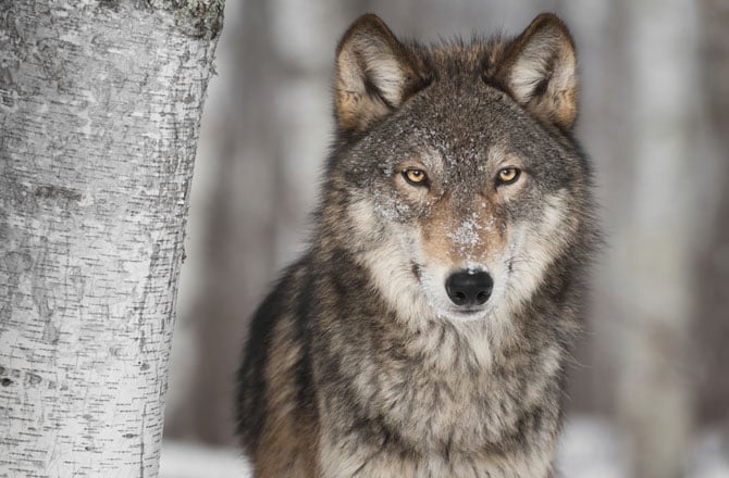 Gobierno noruego aprueba la caza de dos tercios de su población de lobos