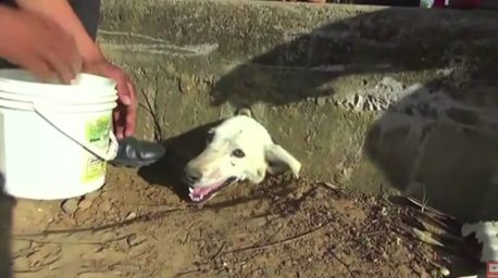 Nikki el perro que quedó atrapado en una alcantarilla ¿habrá sobrevivido?