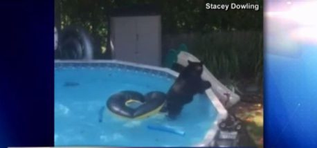 (VIDEO) Oso aterroriza a familia bañándose en su piscina