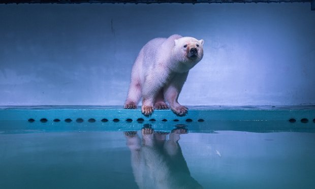 La suerte del oso polar ‘más triste del mundo’ podría cambiar para mejor