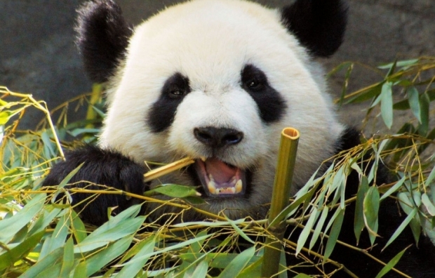 El panda gigante ya no se considera una especie en peligro