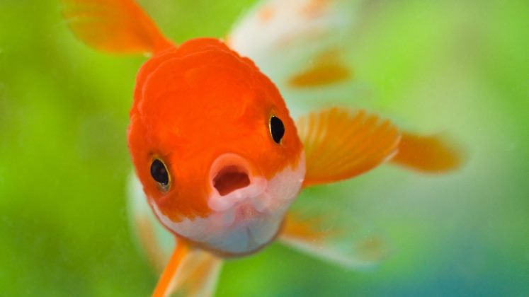Hay nueva evidencia de que los humanos -y los otros vertebrados- descendemos de los peces