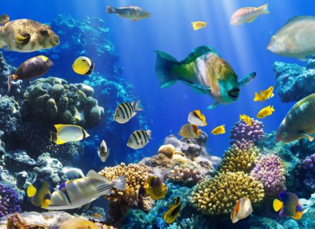 Los peces cantan al amanecer y al atardecer, revela un estudio