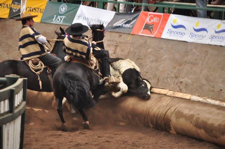 Diputado UDI indignado con texto escolar que señala que el rodeo maltrata animales