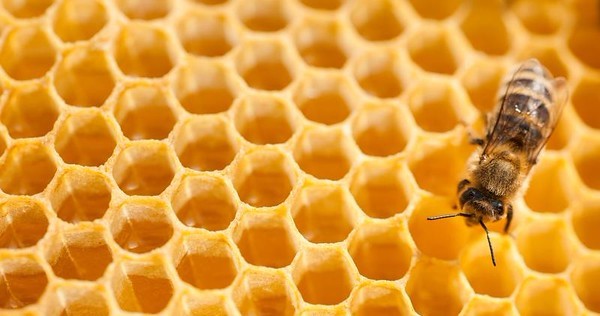 5 formas sencillas de ayudar a salvar a las abejas