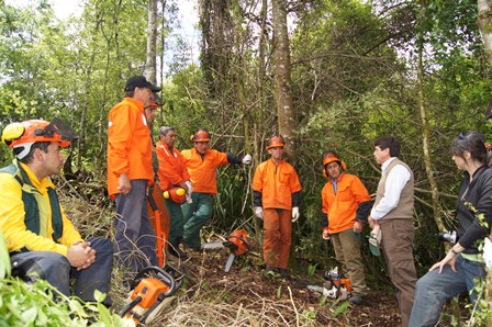 Tras aprobación final del Senado, Día del Trabajador Forestal se conmemorará el 3 de Mayo de cada año