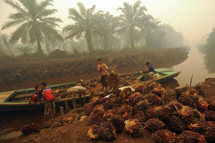 El gran negocio detrás del aceite de palma