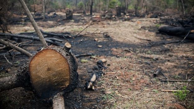 La perniciosa relación entre el cultivo de aguacate y la deforestación