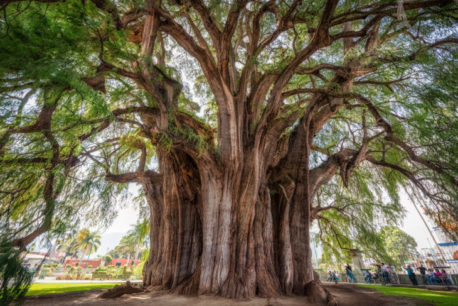 15 árboles que no creerás que realmente existen!