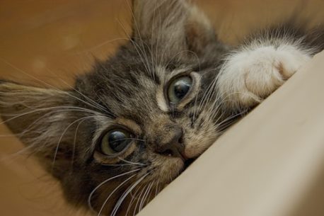 Estas son 15 señales que demuestran que tu gato te adora