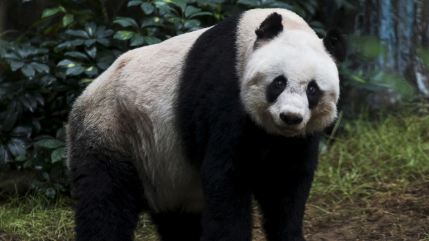 Murió Jia Jia, la panda más anciana en cautiverio