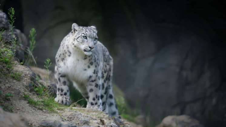 Cientos de leopardos de las nieves son asesinados para el tráfico de pieles o por simple represalia