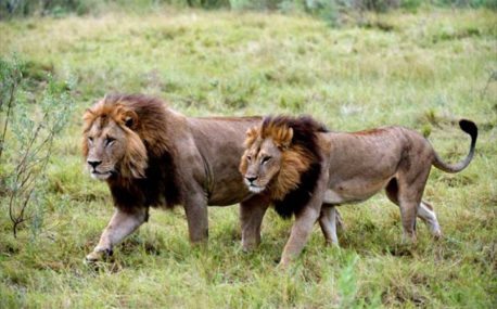 Publican primer estudio sobre las leonas con melena de Botswana